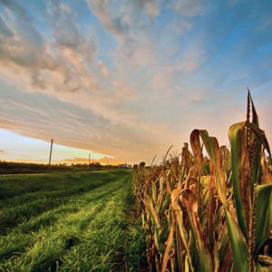 Belize-Corn-GMO-Agriculture