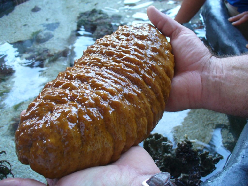 Belize-Barrier-Reef-Sea-Cucumber