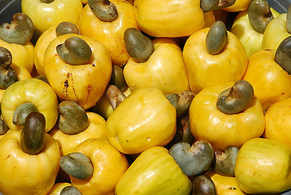 Belize Celebrates the Noble Cashew