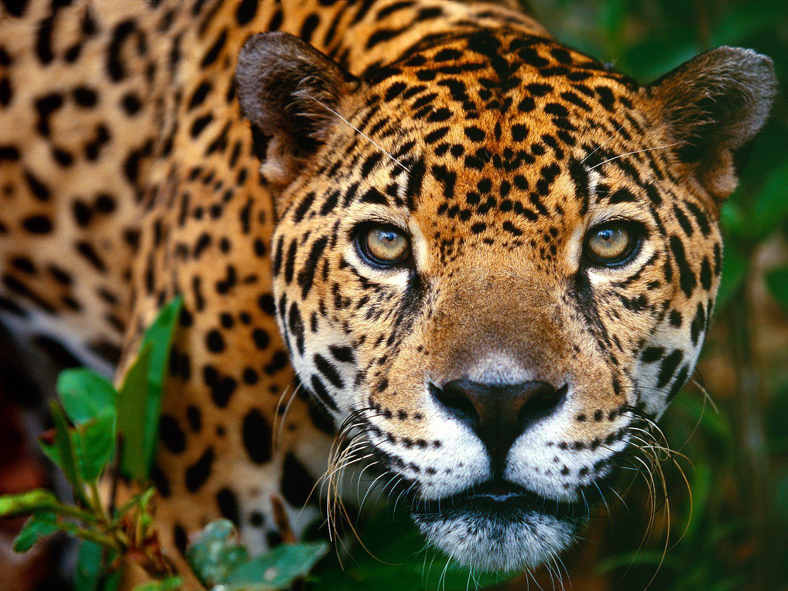 Belize Big Cats List - Five Beautiful Species