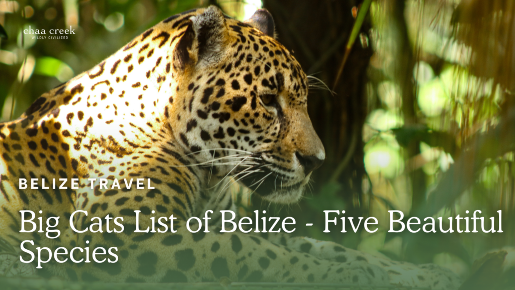 cats belize