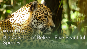 cats belize