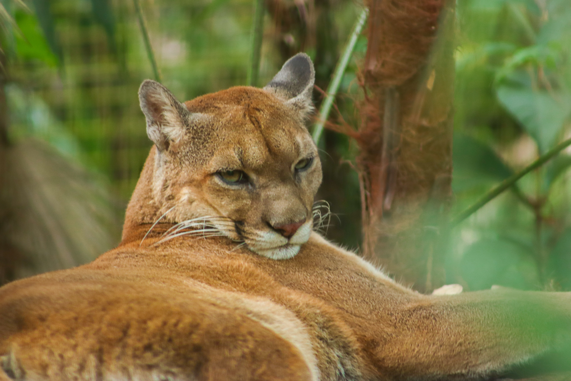 Belize Puma 