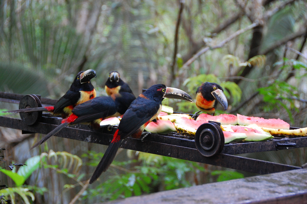 You would love Birding in Belize!