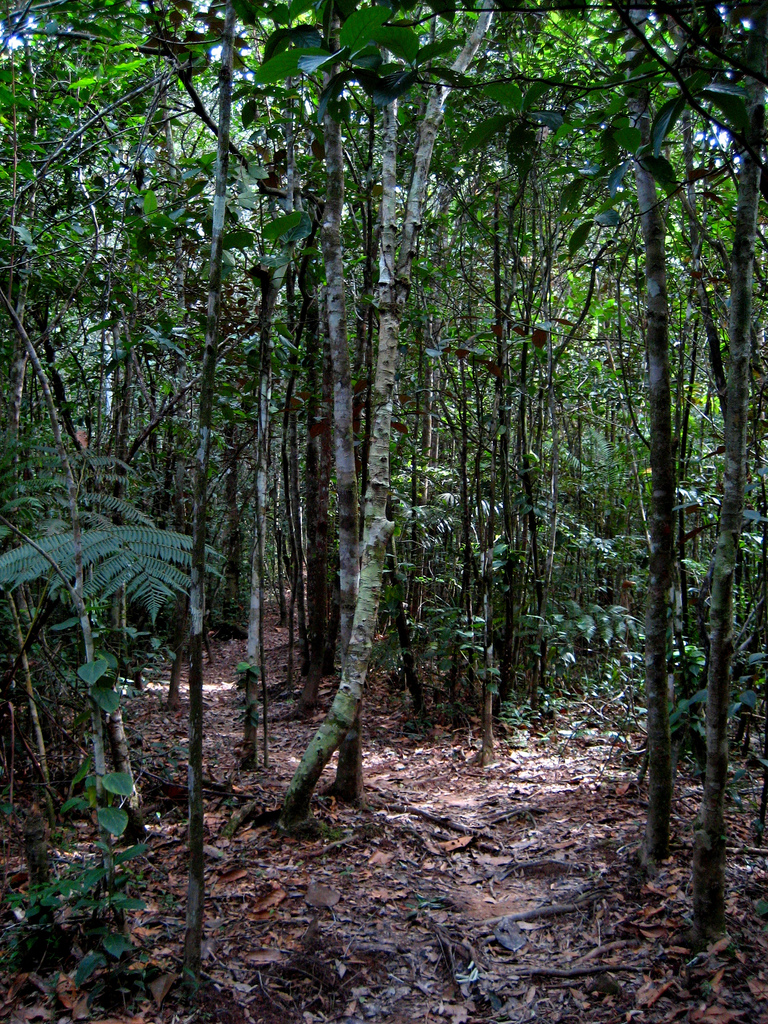Cockscomb-basin-birding-belize