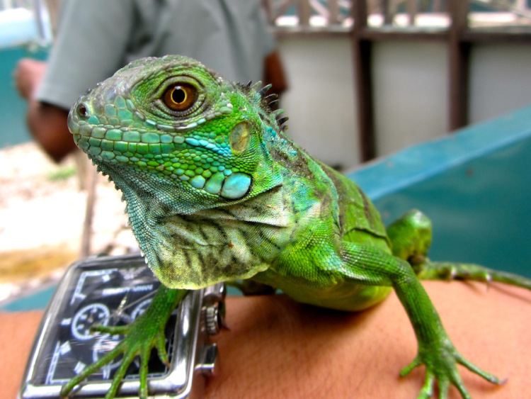 Iguana-Conservation-Project-San-Ignacio