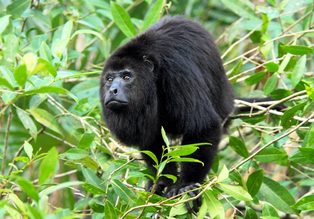 The-black-howler-monkey