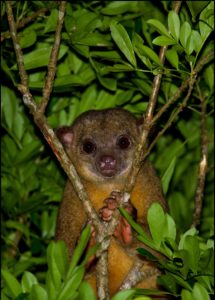 Kinkajou-Belize
