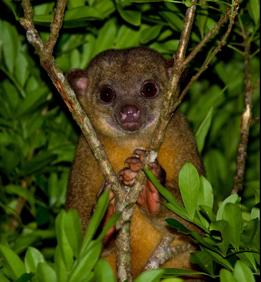 Kinkajou- in -Belize