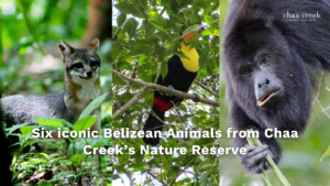 Belize animals chaa creek