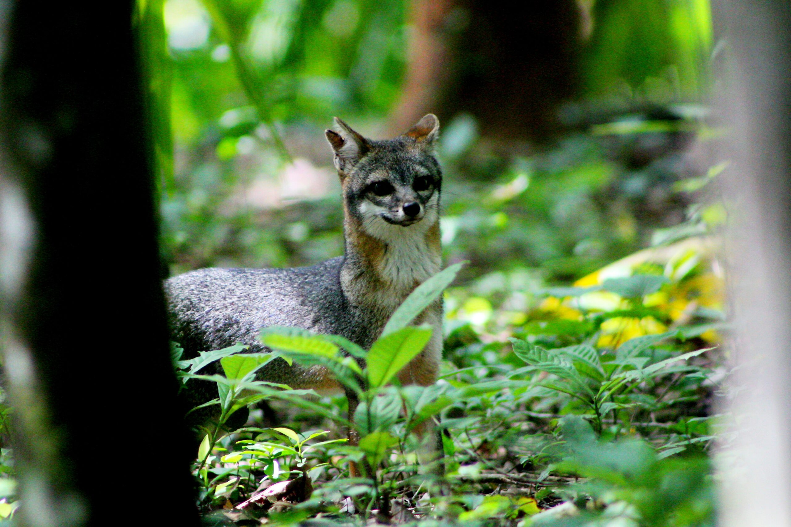 gray fox belize
