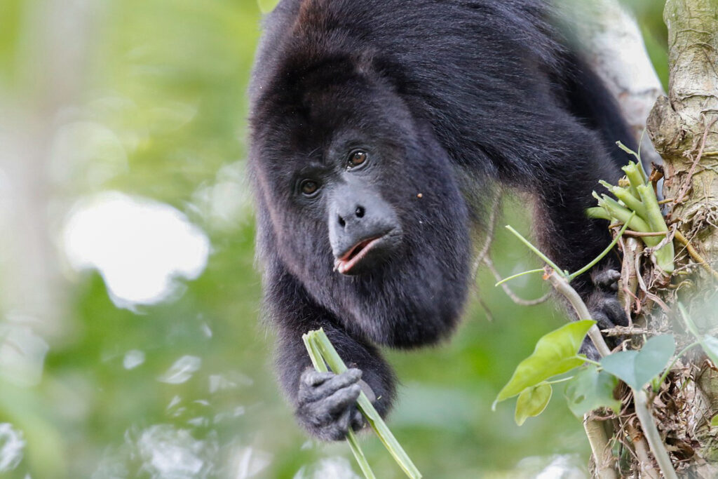 howler monkey chaa creek 