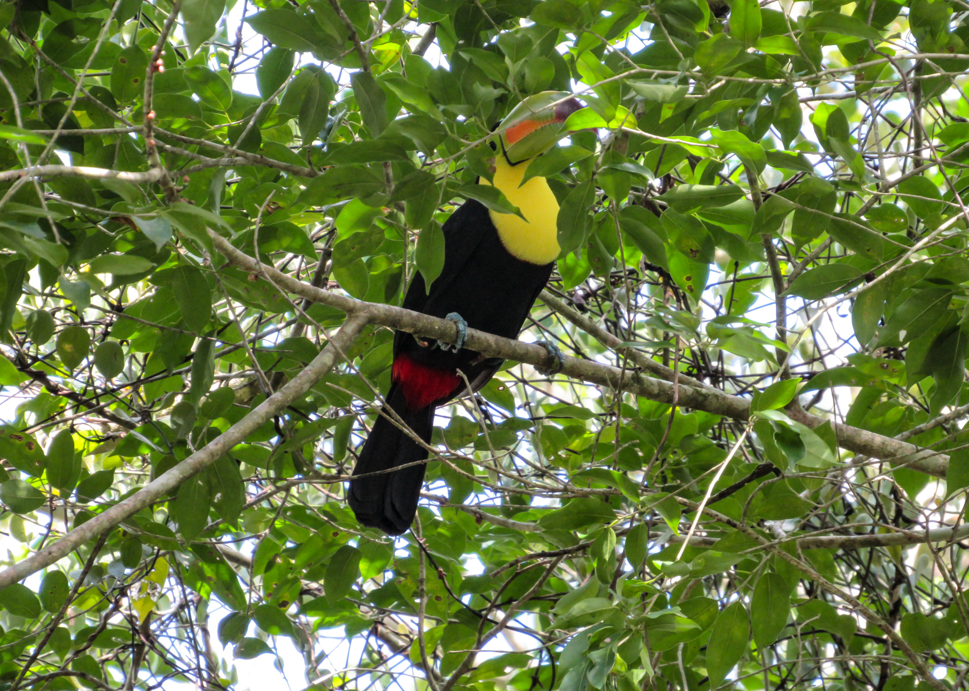 Belize Keel Bill Toucan 