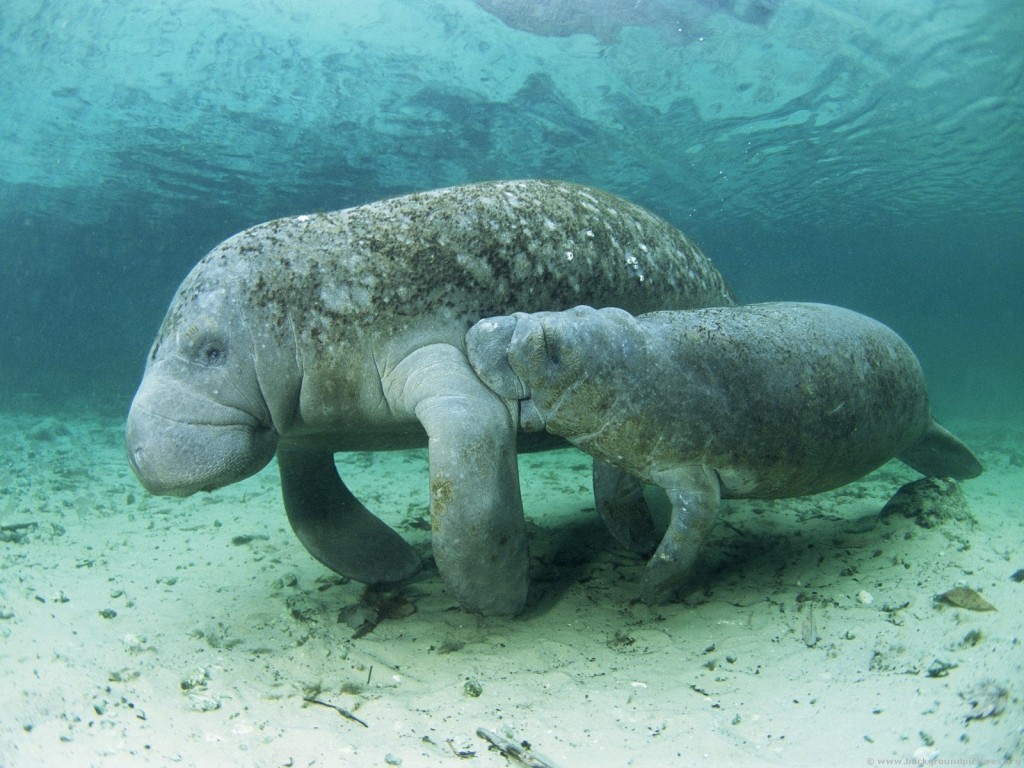 Marine Conversation in Belize gets better!