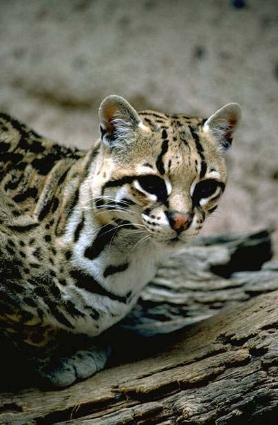 ocelot chaa creek 