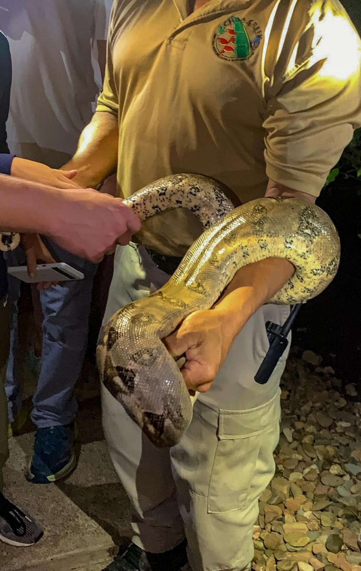 Belize Boa Wild Animals 