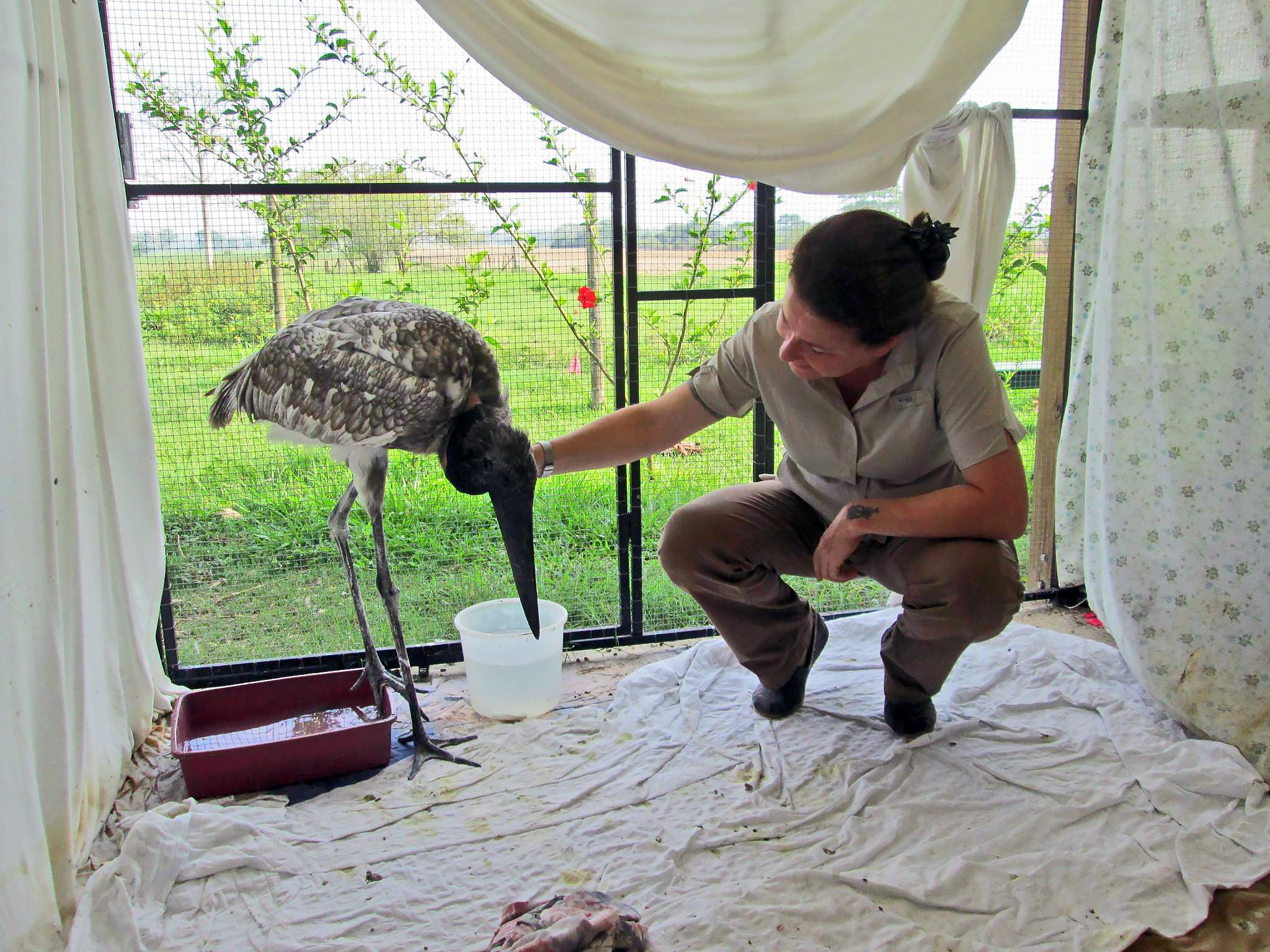 Dr. Isabell with rescued Belize Jabiru Donovan