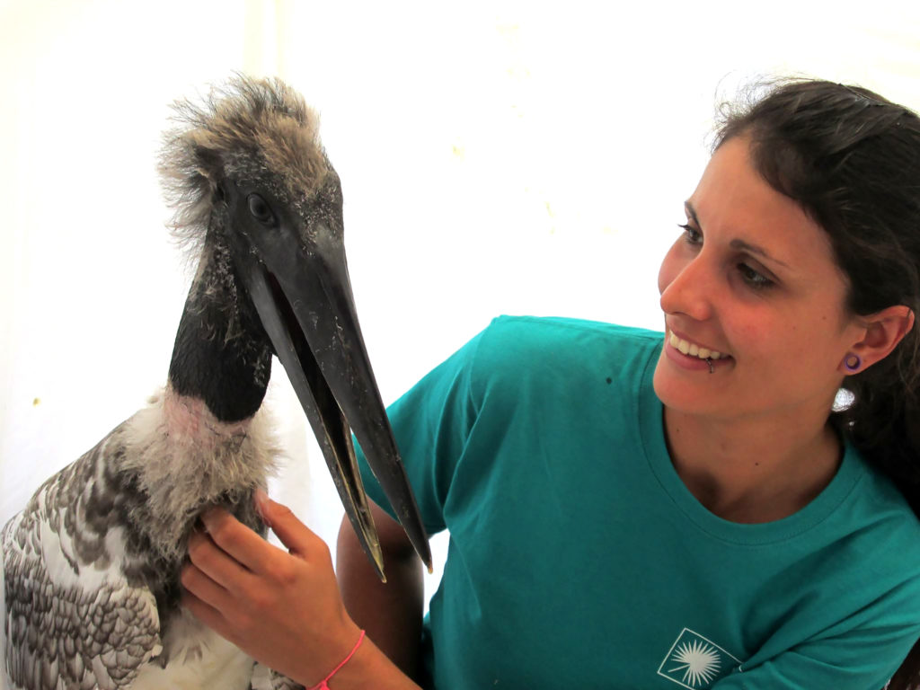 A healthy and stronger Jabiru "Donovan"!!
