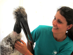 A healthy and stronger Jabiru "Donovan"!!