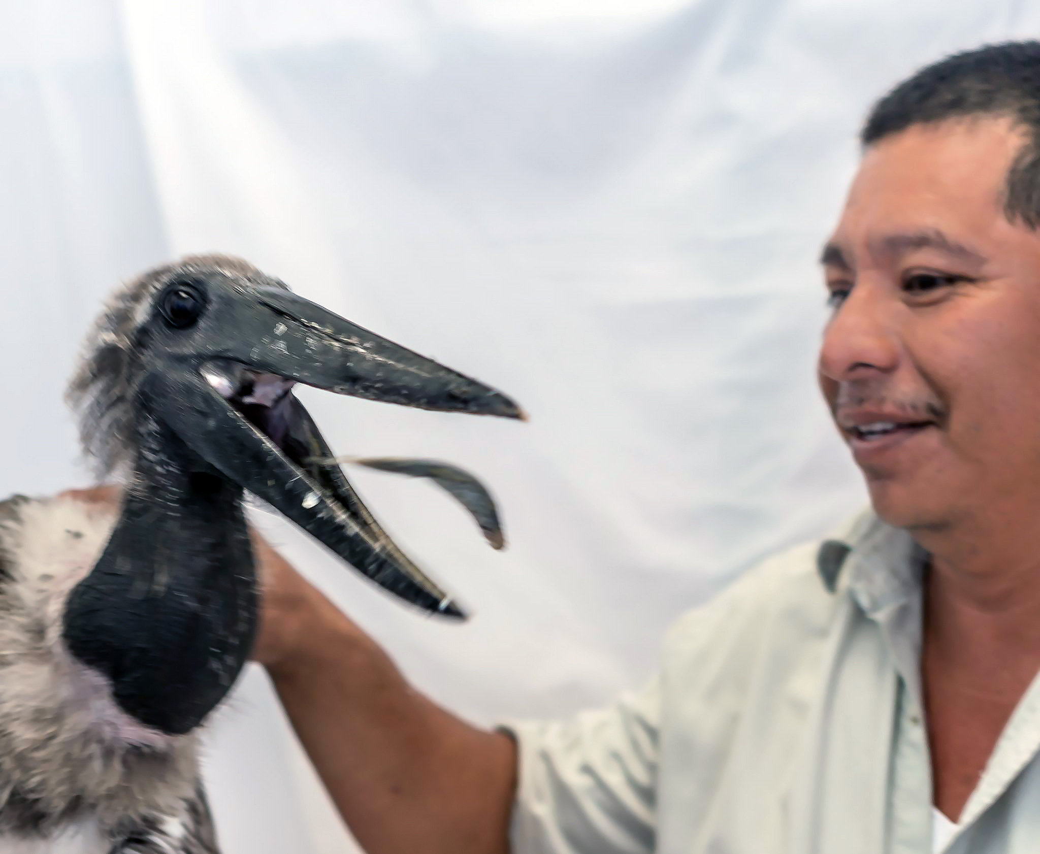 Feeding fishes to the rescued Jabiru Bird "Donovan"