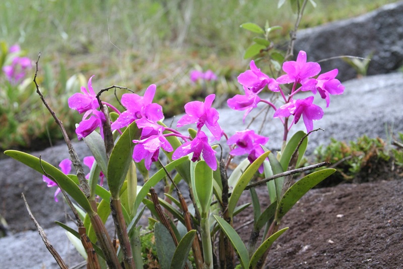 belize-botanic-gardens