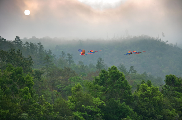 Belize-Incredible-jungles-with-exotic-animals