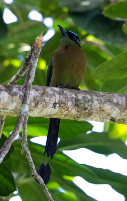 Blue_crowned_motmot
