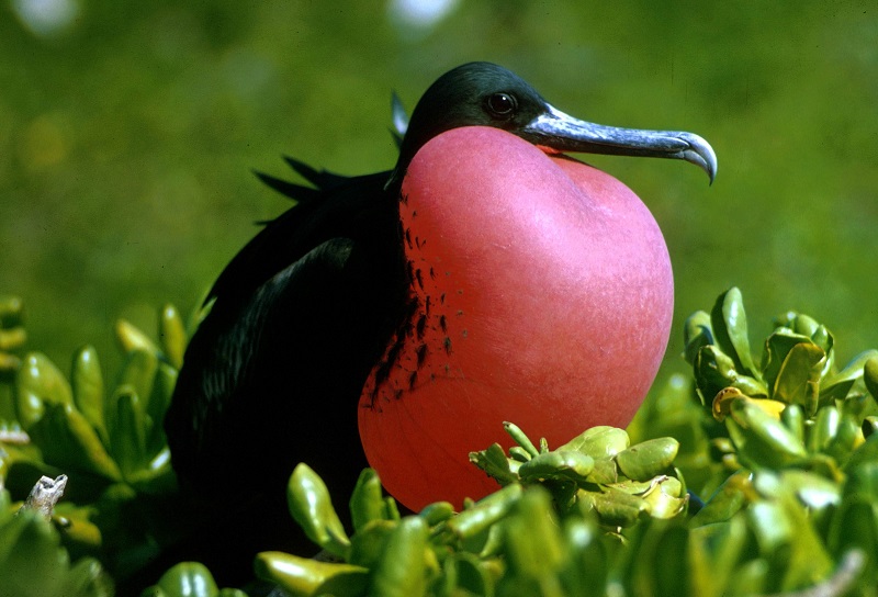 Belize-Magnificent frigatebird