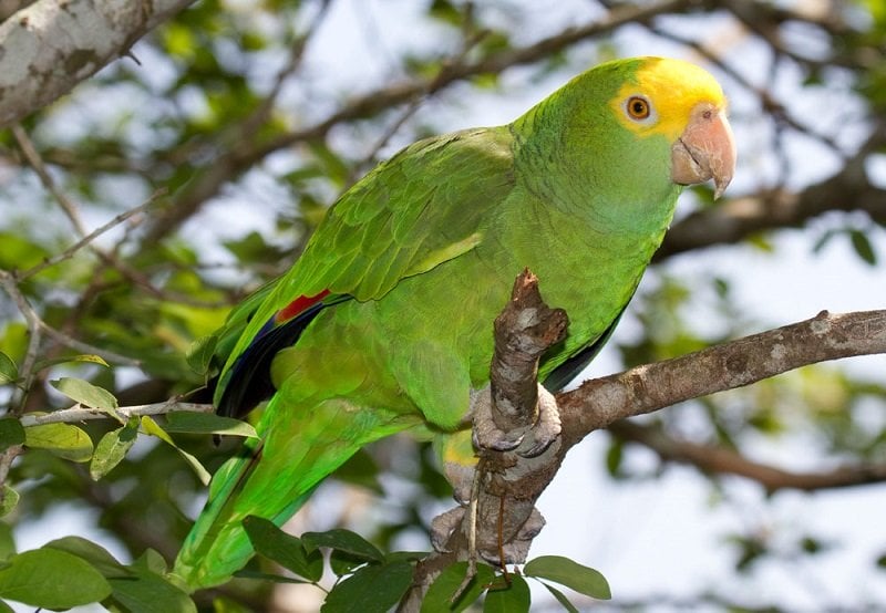 Download 10 Astonishing Birds of Belize | Belize Birding