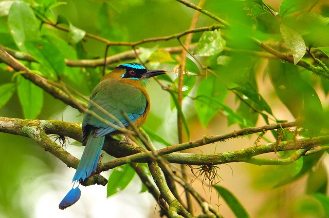Belize-blue-crowned motmot