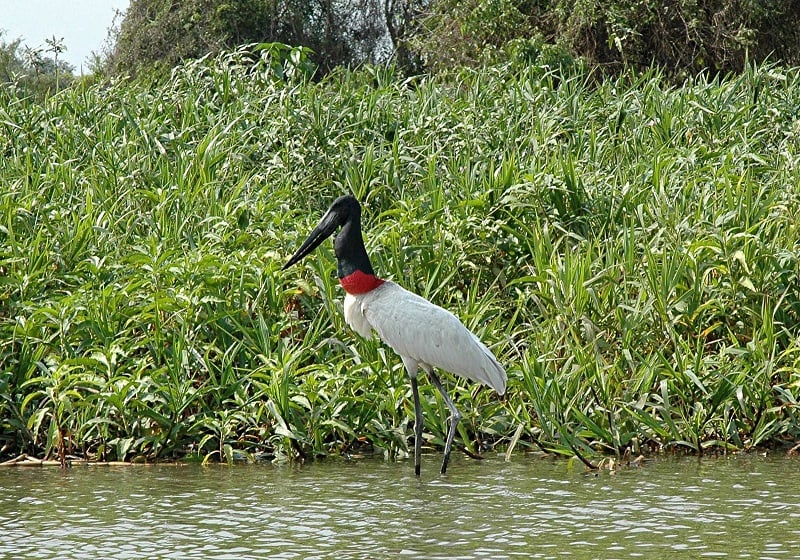 10 Astonishing Birds of Belize | Belize Birding