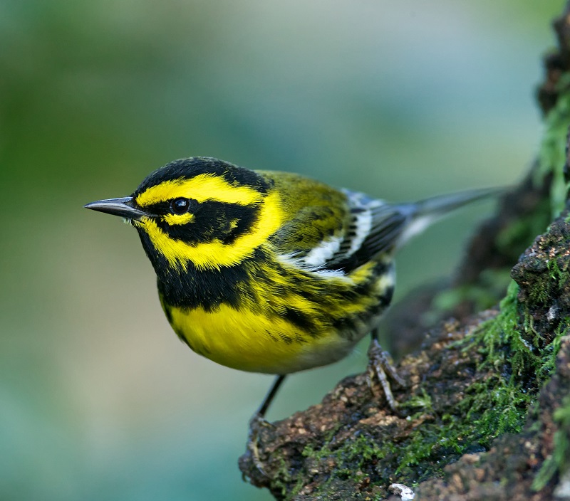 Townsends Warbler bird Townsends-Warbler-bird