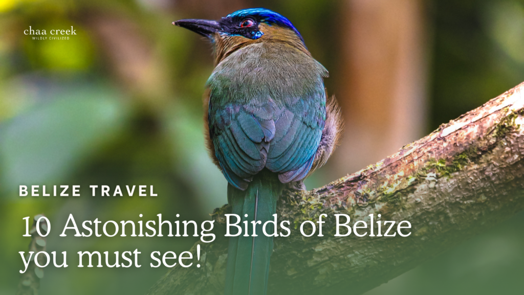 birds of belize
