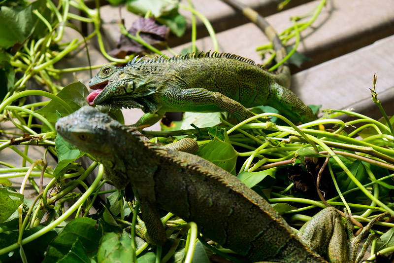 green_iguana_conservation_project_san_ignacio_belize_cayo_district