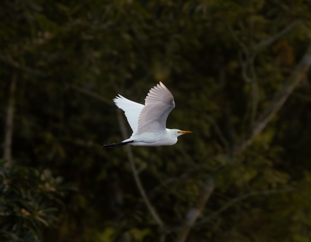Great Egret 