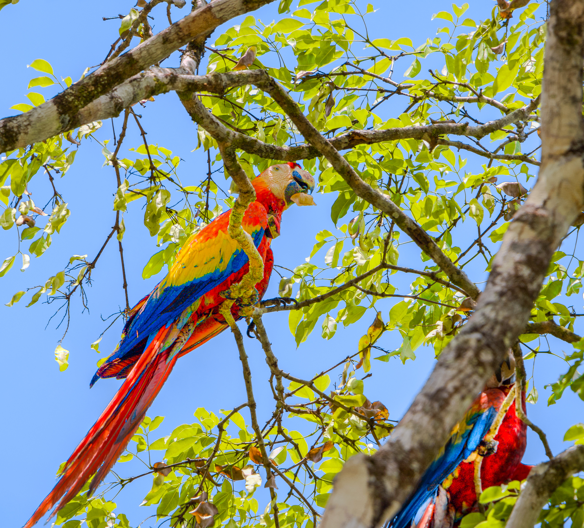 Belize Scarlet Macaw Birds