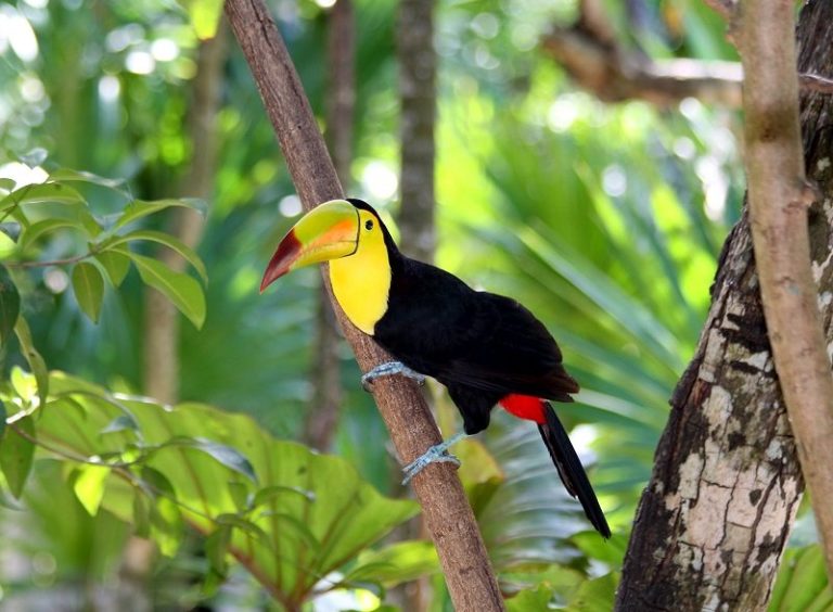 keel_billed_toucan