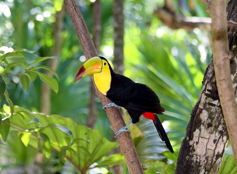 The Bountiful Beauty of Belizean Birds