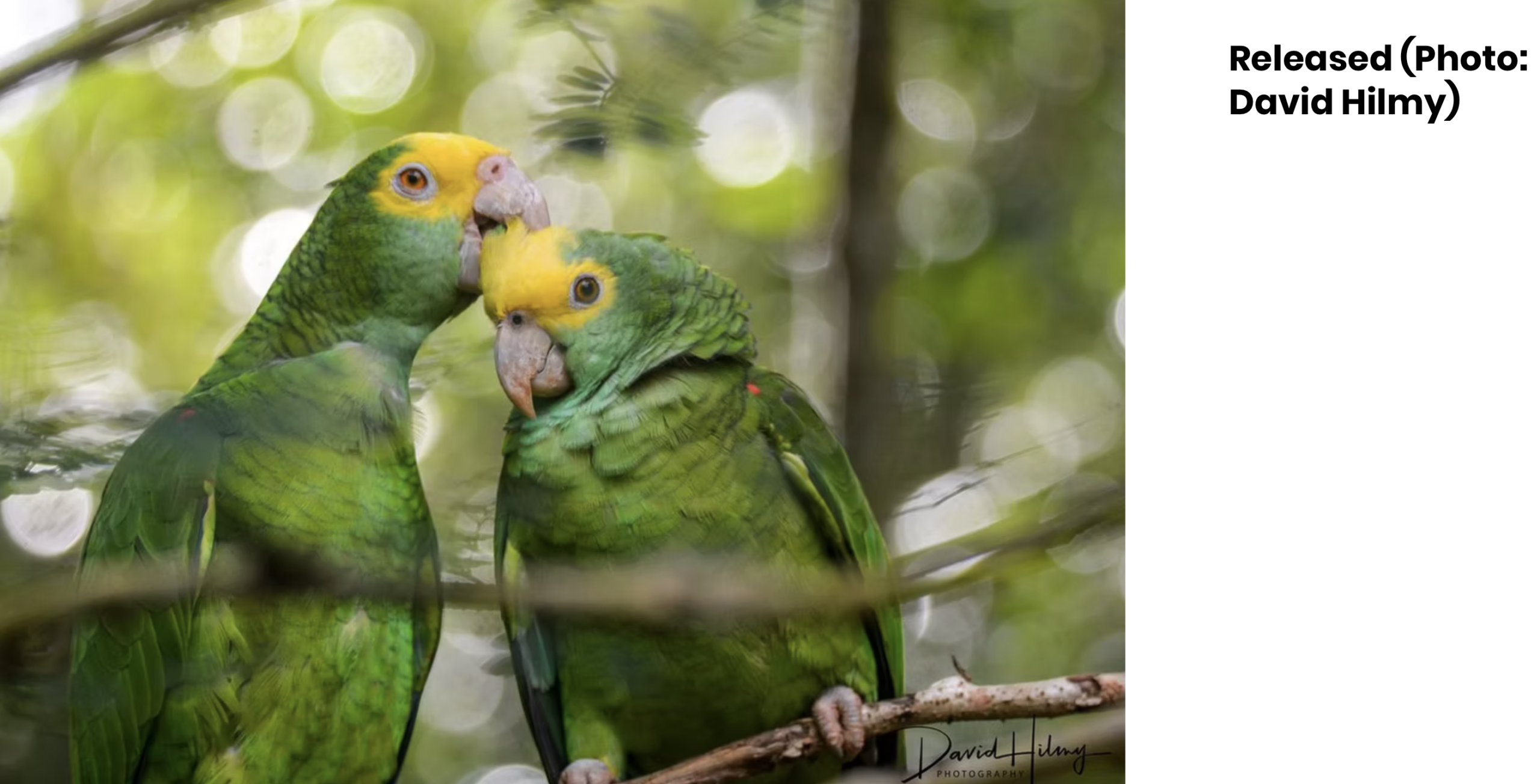 Yellow headed Parrot Belize 