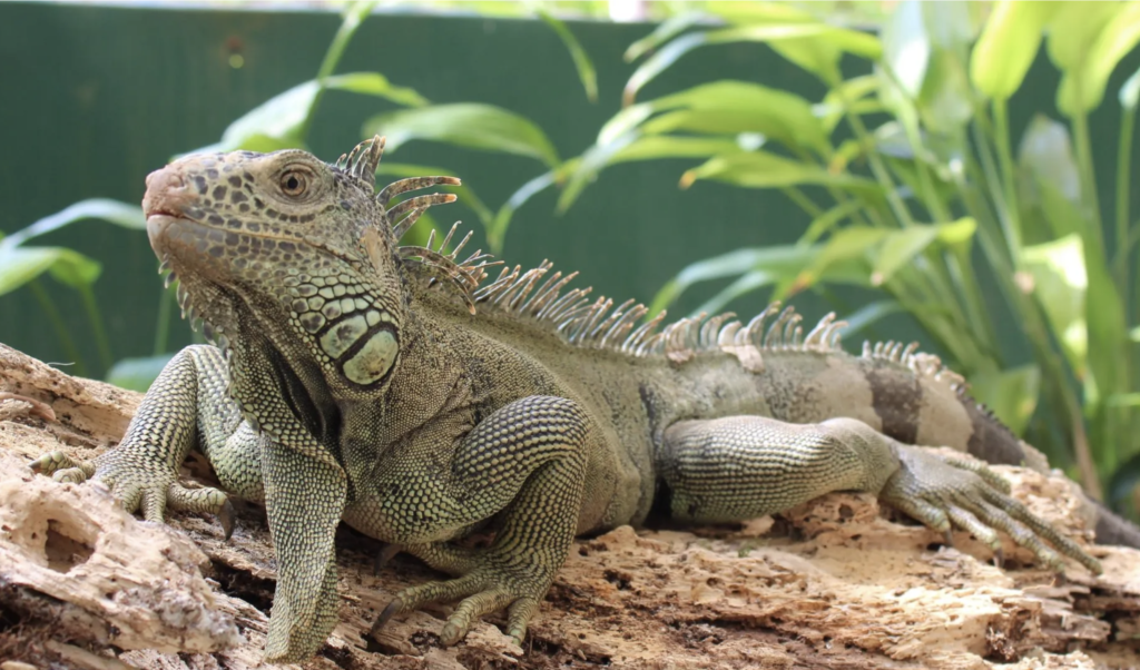 San ignacio Hotel Iguana Tours