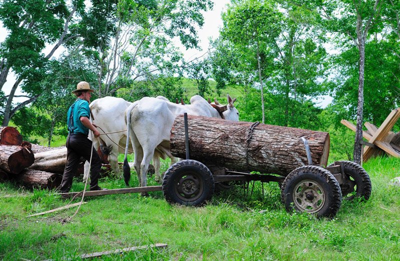spanish-lookout-mennonites-cayo-district-belize-chaa-creek