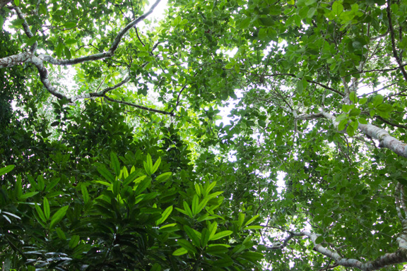 belize-buggy-mule-rainforest-safari-tours-chaa-creek-eco-lodge-4