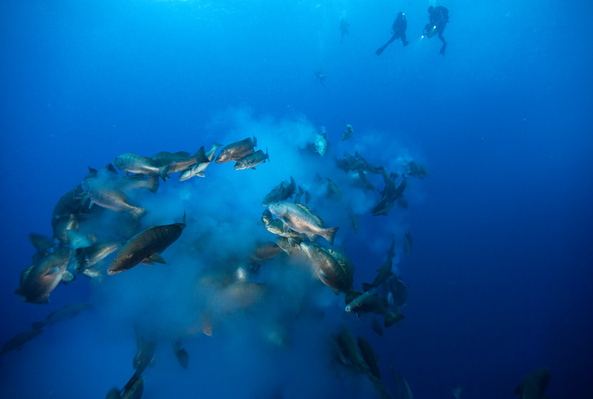cubera-snappers-belize