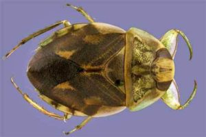 ambrysus-cayo-kevin-wp