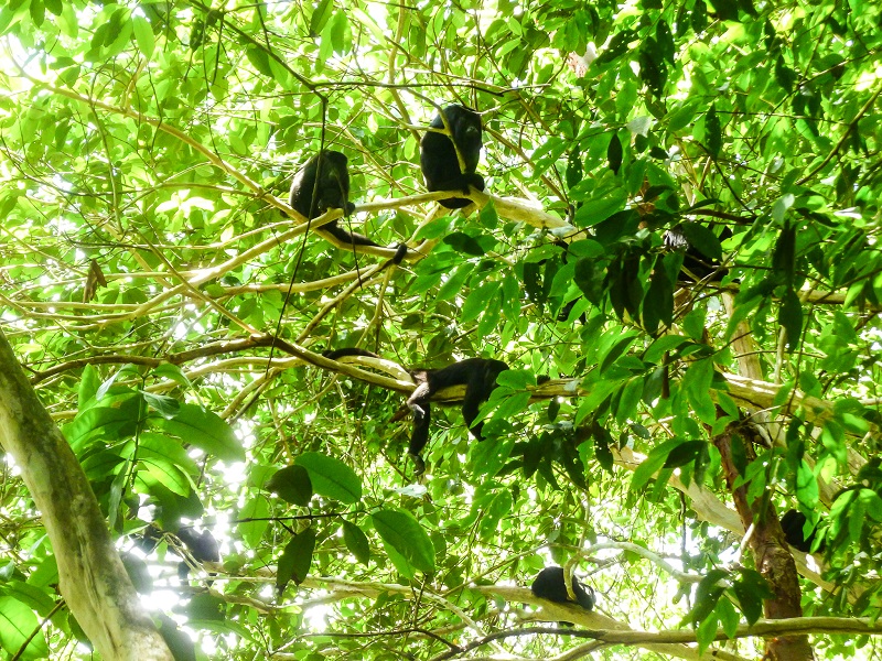 EcoKids2015-howler-monkeys -1