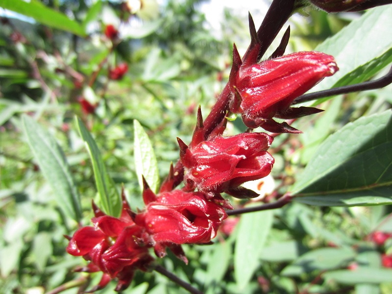 Flor-De-Jamica