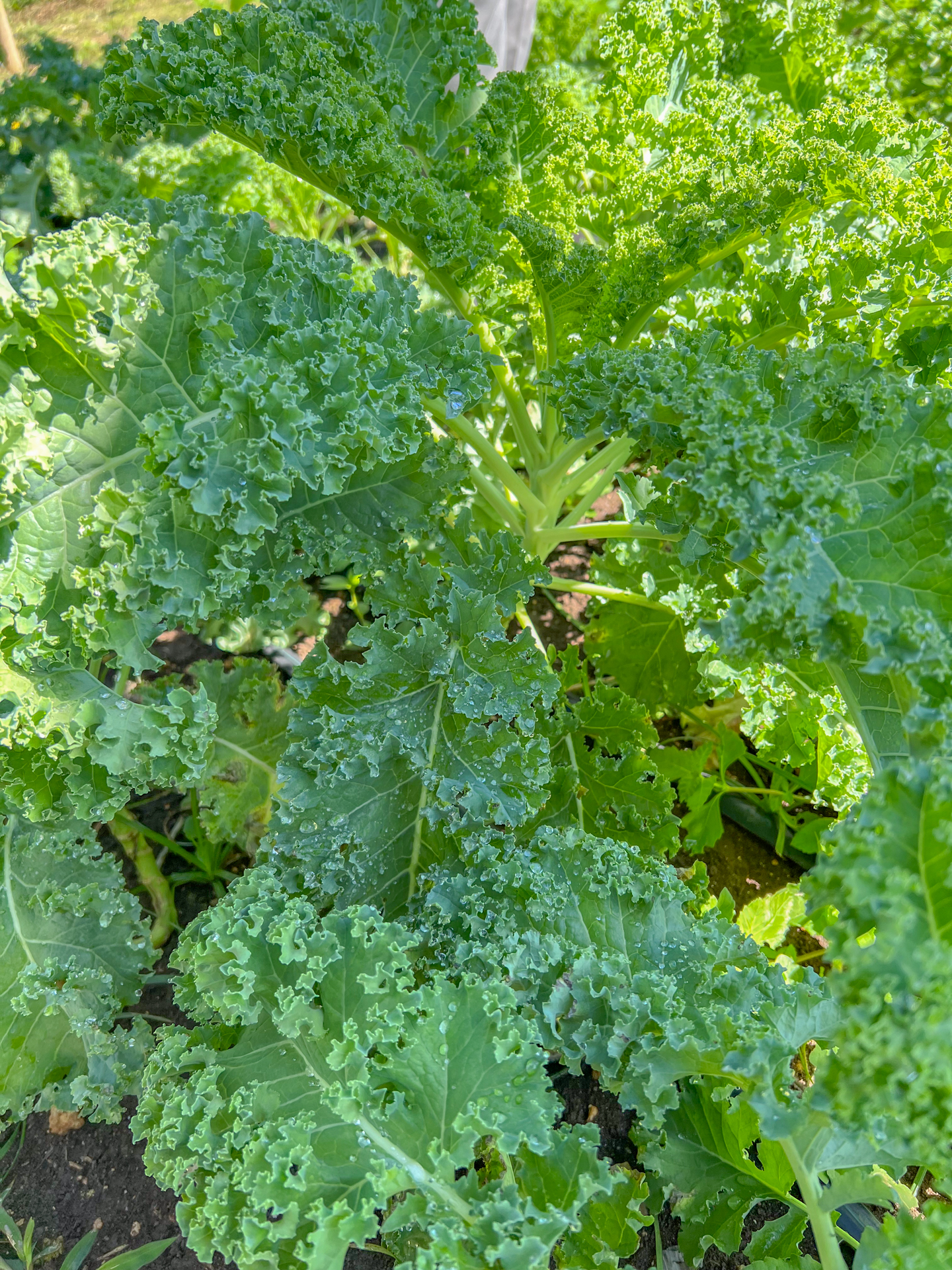 kale Chaa creek Maya organic farm 