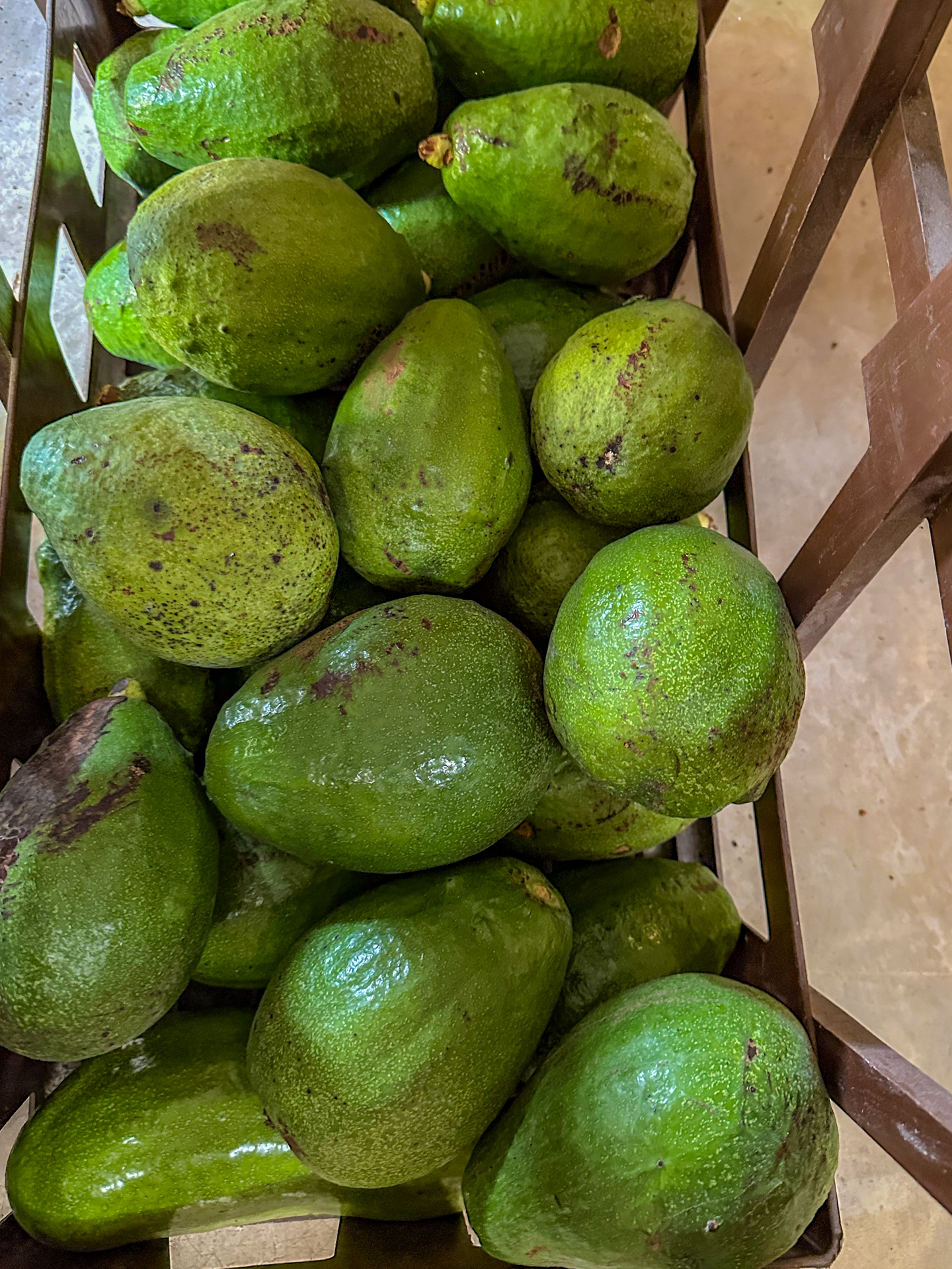Avocados Belize Chaa Creek Maya organic farm 