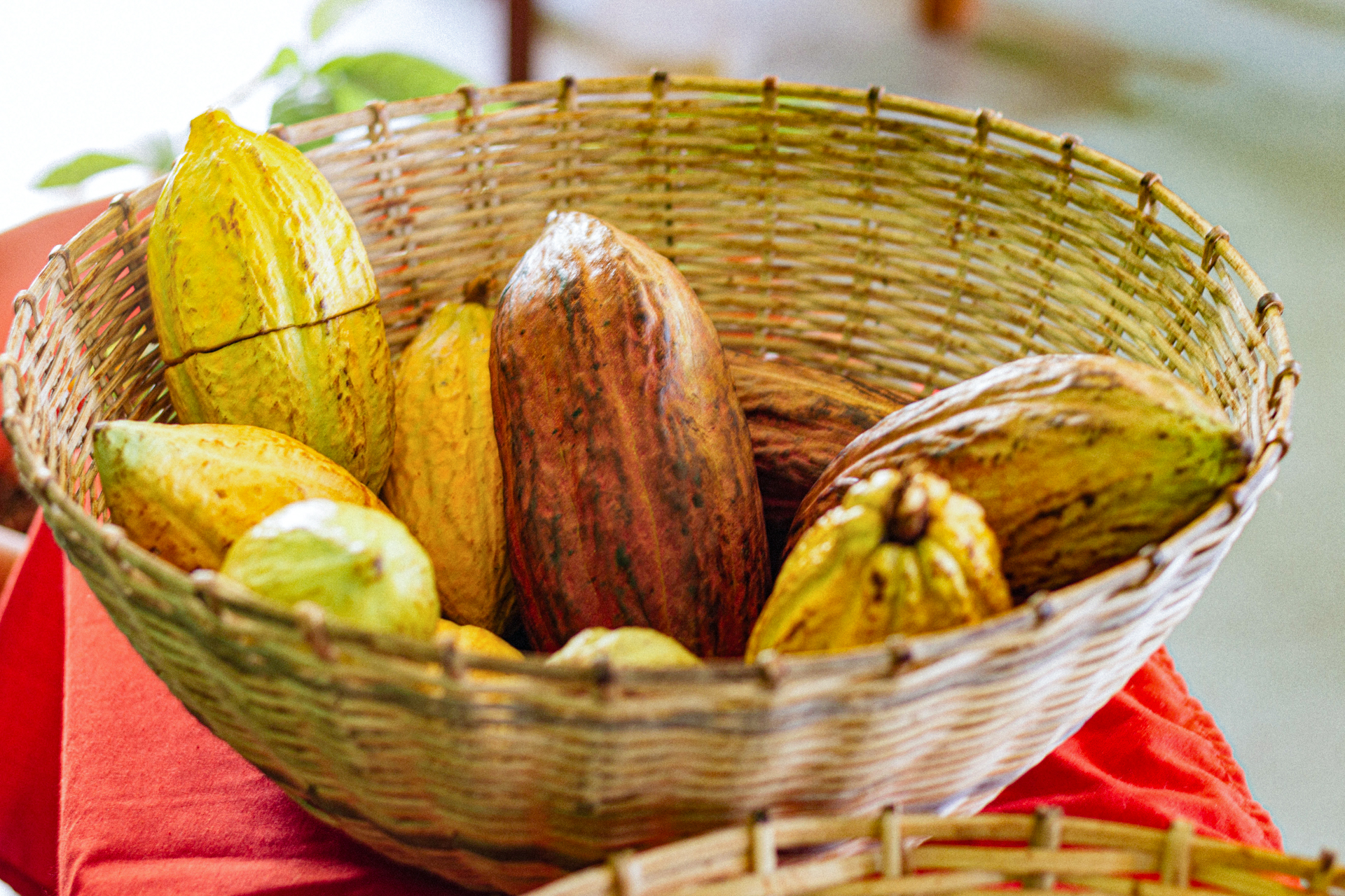 cacao belize 