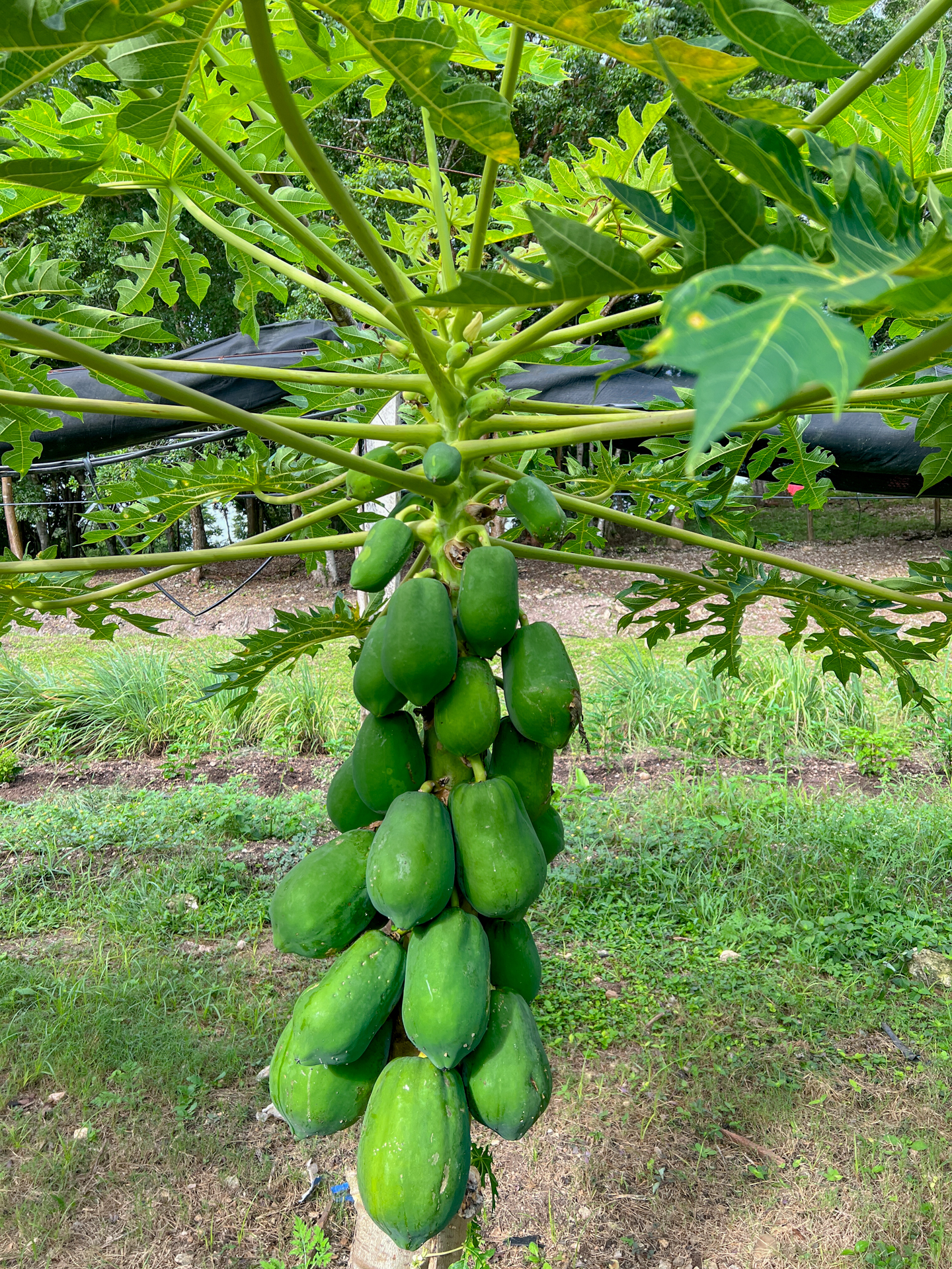 Papaya 